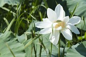 은파 생태공원에 핀 하얀 연꽃이 핀 모습2사진(00003)
