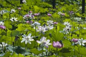 은파 생태공원에 핀 하얗고 자주빛의 연꽃들사진(00009)