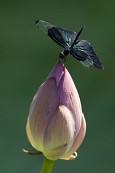 아직 꽃봉오리 상태인 연꽃 위에 앉은 푸른빛이 도는 나비3사진(00022)