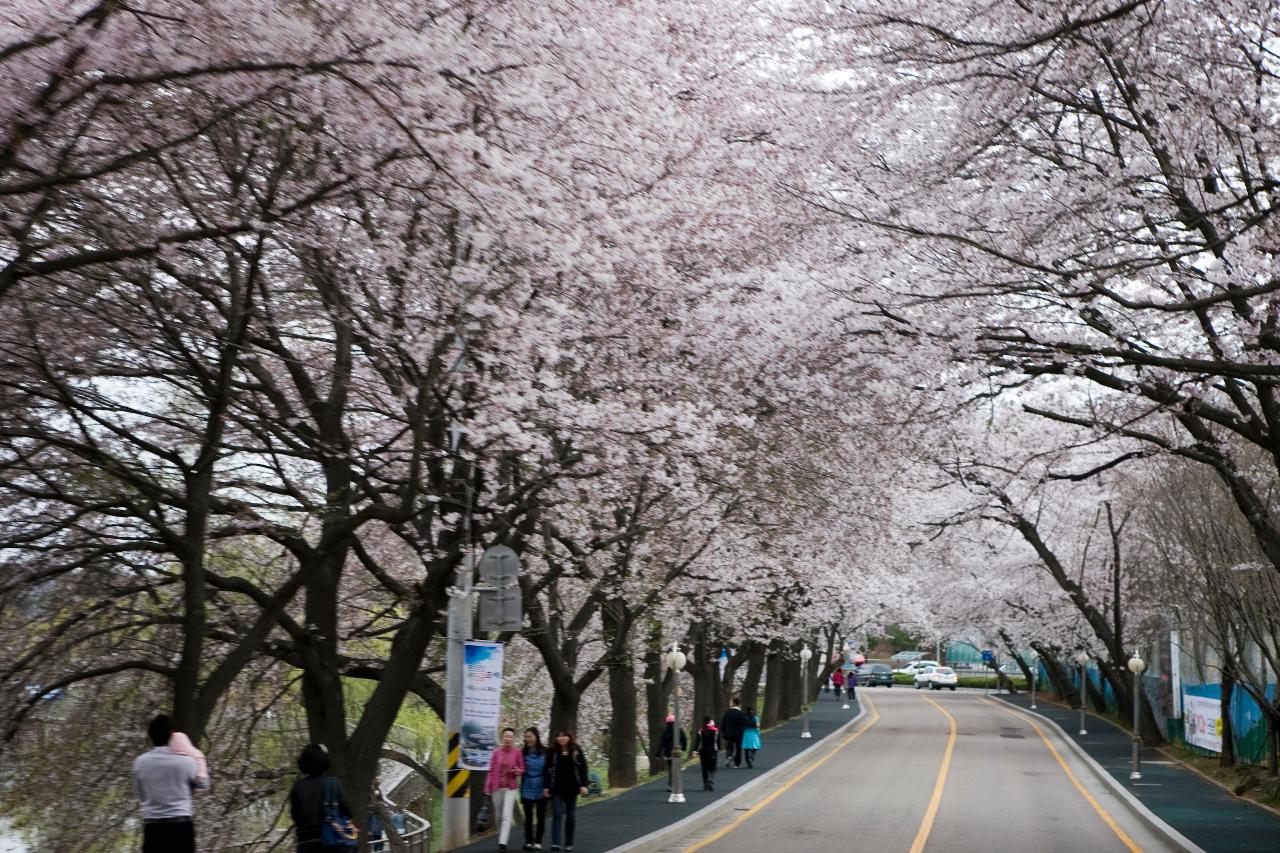 은파유원지 벚꽃