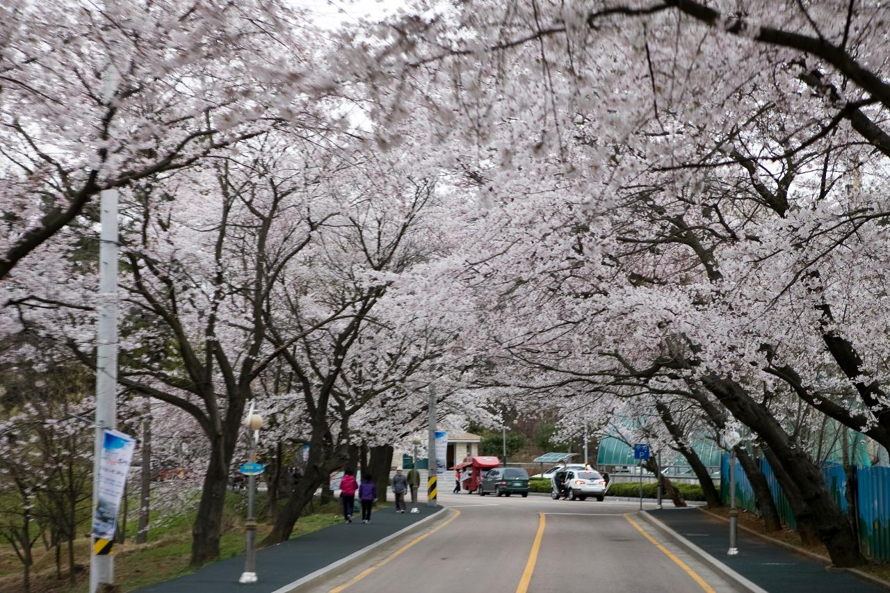 은파유원지 벚꽃