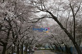 은파유원지 벚꽃사진(00002)