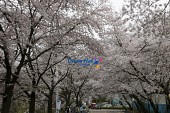 은파유원지 벚꽃사진(00003)