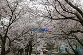은파유원지 벚꽃사진(00004)