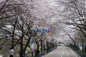 은파유원지 벚꽃사진(00007)