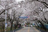 은파유원지 벚꽃사진(00011)