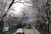 은파유원지 벚꽃사진(00013)