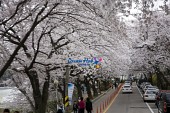은파유원지 벚꽃사진(00018)