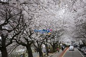 은파유원지 벚꽃사진(00020)