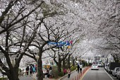 은파유원지 벚꽃사진(00021)