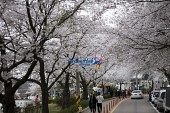 은파유원지 벚꽃사진(00022)