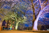 은파유원지 벚꽃사진(00025)
