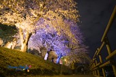 은파유원지 벚꽃사진(00031)
