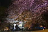 은파유원지 벚꽃사진(00032)