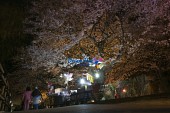은파유원지 벚꽃사진(00033)