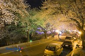 은파유원지 벚꽃사진(00034)