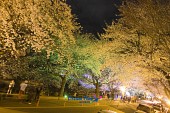 은파유원지 벚꽃사진(00038)