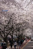 은파유원지 벚꽃사진(00009)