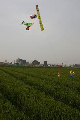 꽁당보리 축제