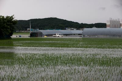 경포천 주변 침수지역