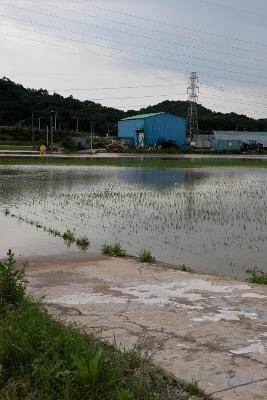 성산면 둔덕리 침수지역