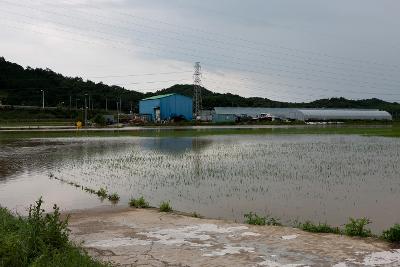 성산면 둔덕리 침수지역