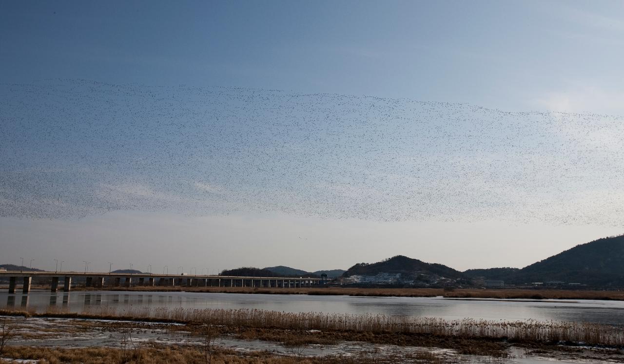 철새_가창오리