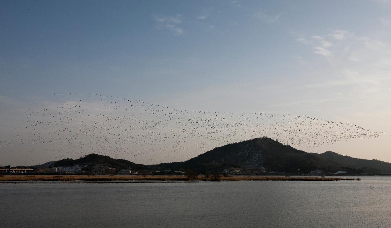 철새_가창오리