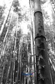대나무사진(00002)