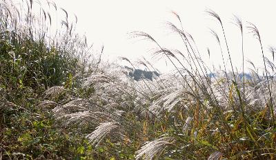 청암산 억새