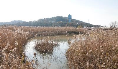 군산세계철새축제 근처 금강 철새도래지