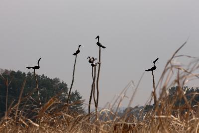 군산세계철새축제장을 꾸민 솟대 모습