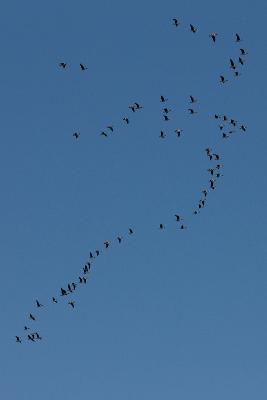 서천철새축제 개막식 참관