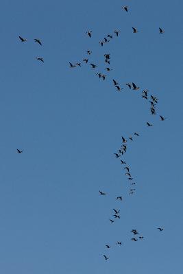 서천철새축제 개막식 참관