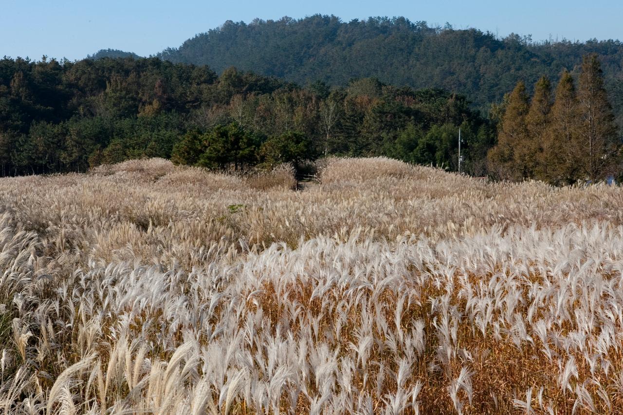 청암산 구슬뫼 등산축제