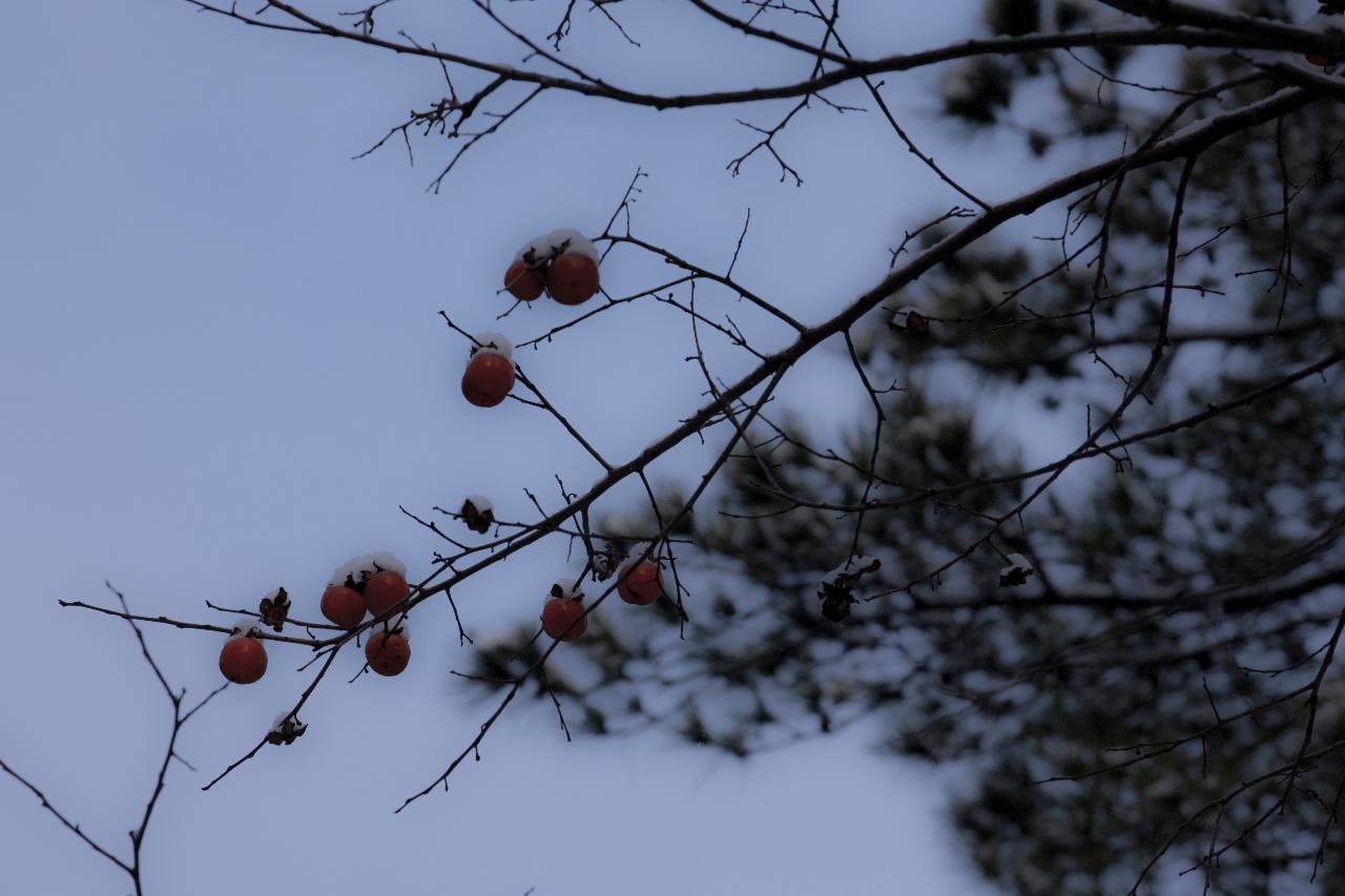 청암산 설경