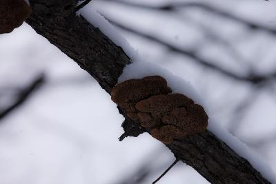 청암산 설경