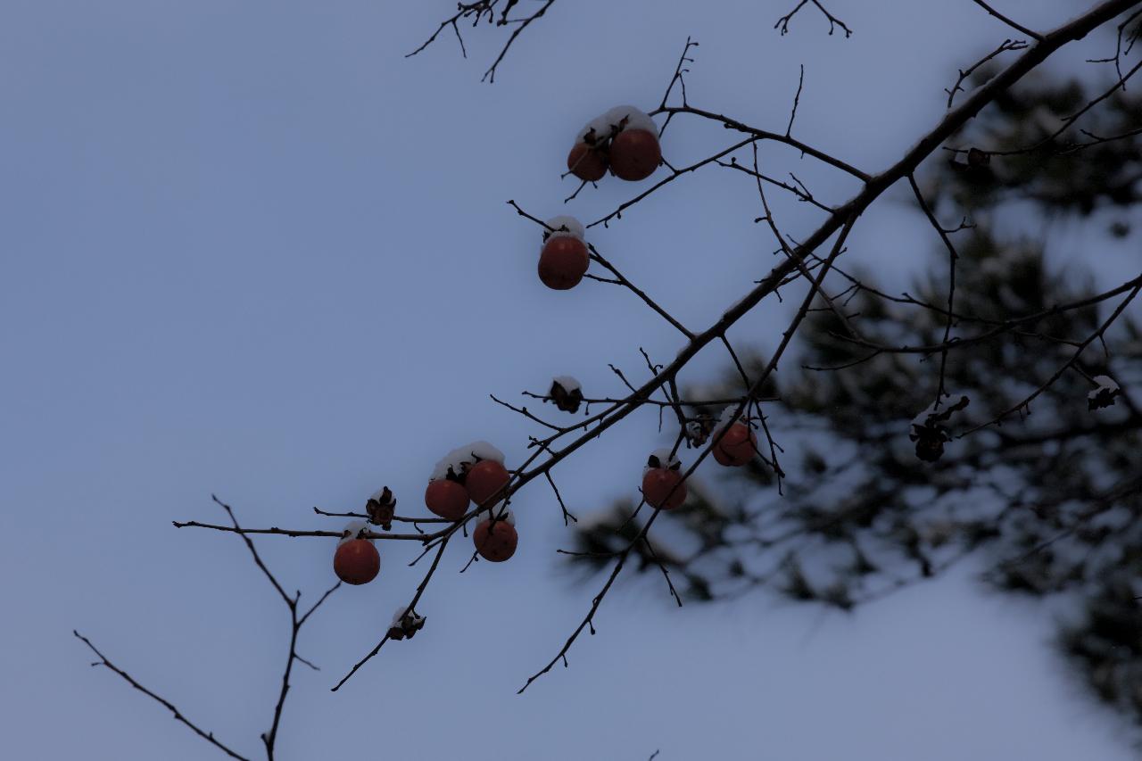 청암산 설경