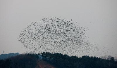 가창오리 군무