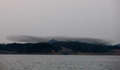 가창오리 군무