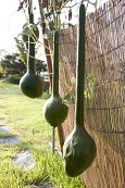 가을 수확-자루박,수세미,청정쌀사진(00005)