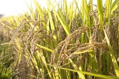 가을 수확-자루박,수세미,청정쌀사진(00007)