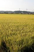 가을 수확-자루박,수세미,청정쌀사진(00008)