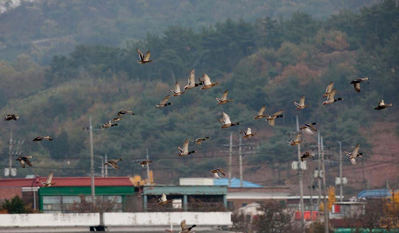 나포십자들 철새