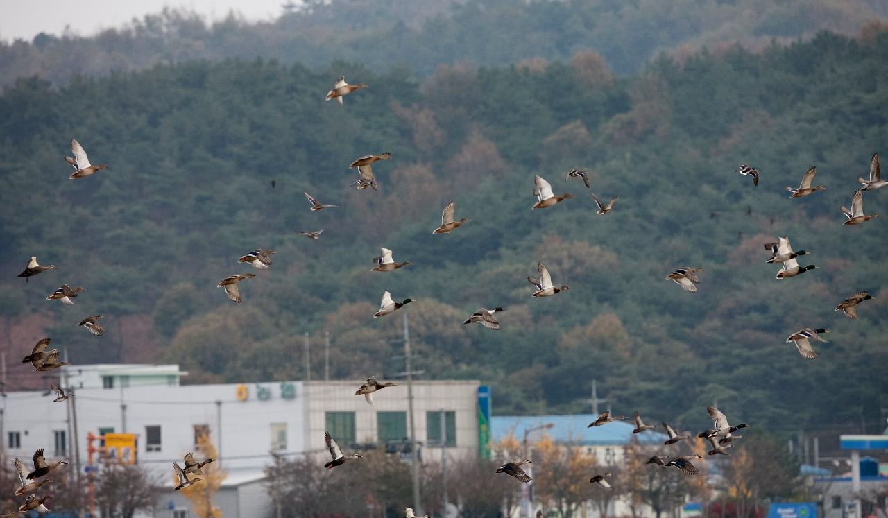 나포십자들 철새