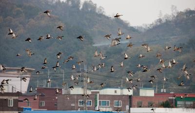 나포십자들 철새