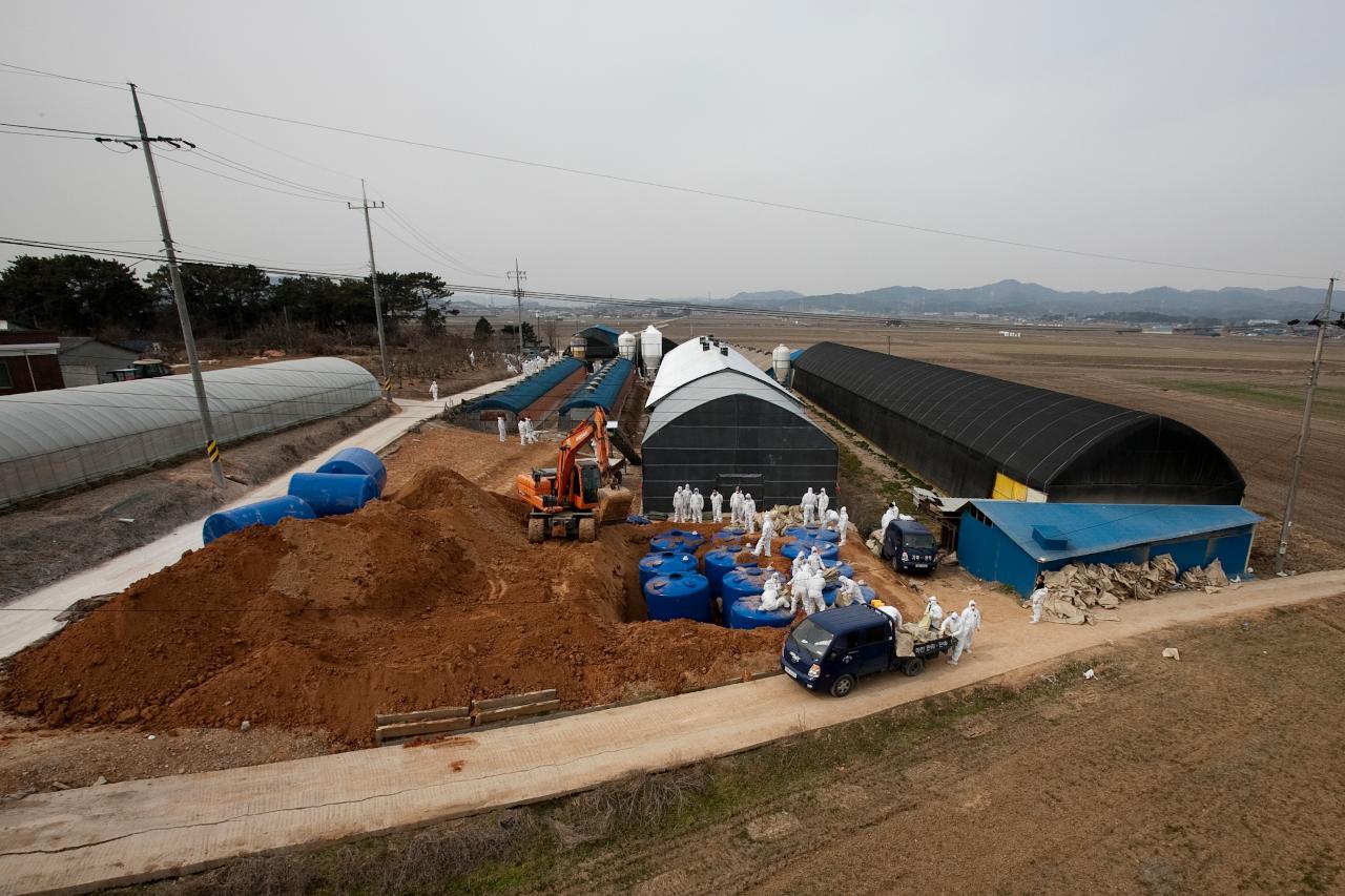 AI확산방지 예방적 살처분 농가 헬리캠 촬영