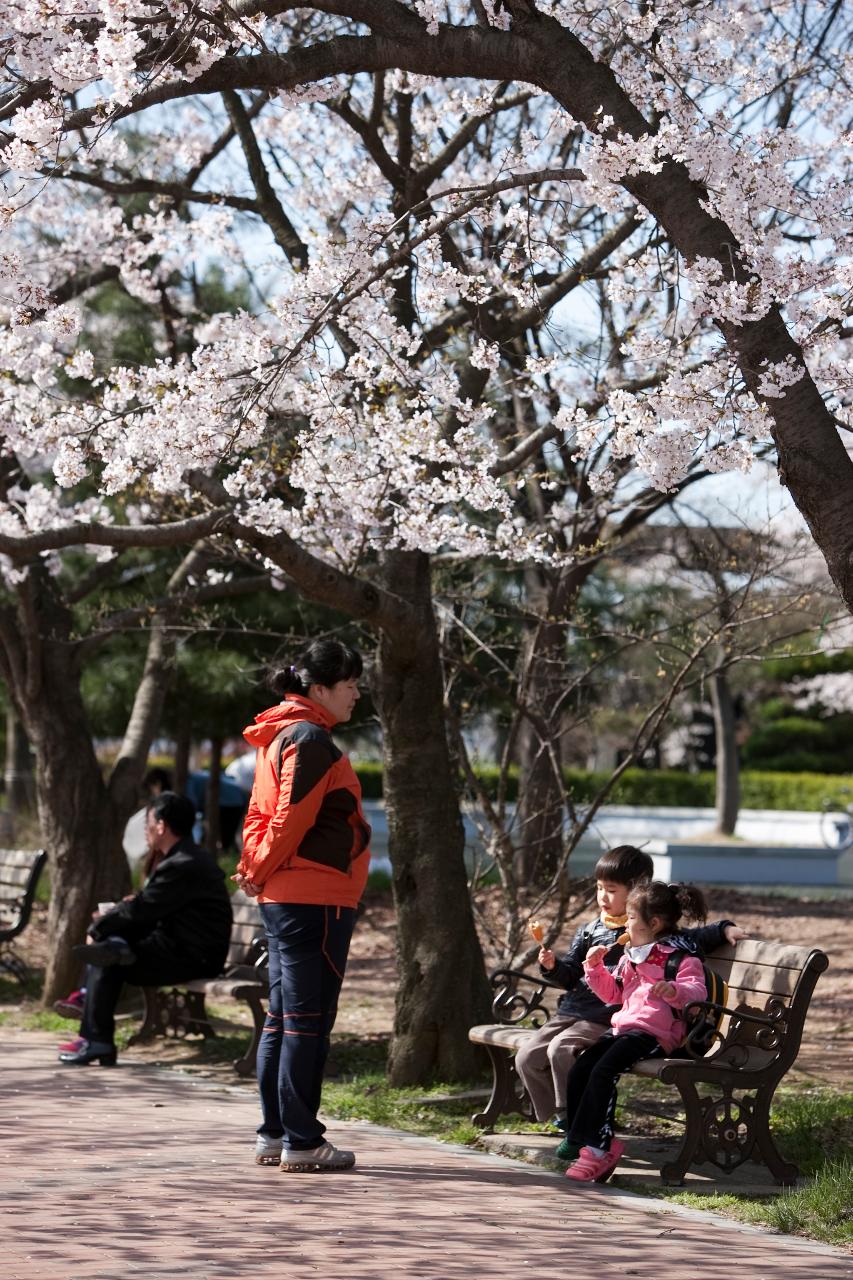 월명종합경기장 벚꽃