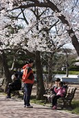 월명종합경기장 벚꽃사진(00002)