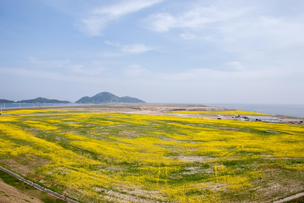 새만금 유채꽃